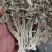 【牛商推荐】丹阳鹿茸菇干货产地直发保质保量量大从优