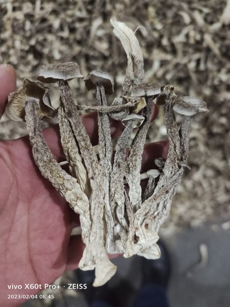 【牛商推荐】丹阳鹿茸菇干货产地直发保质保量量大从优