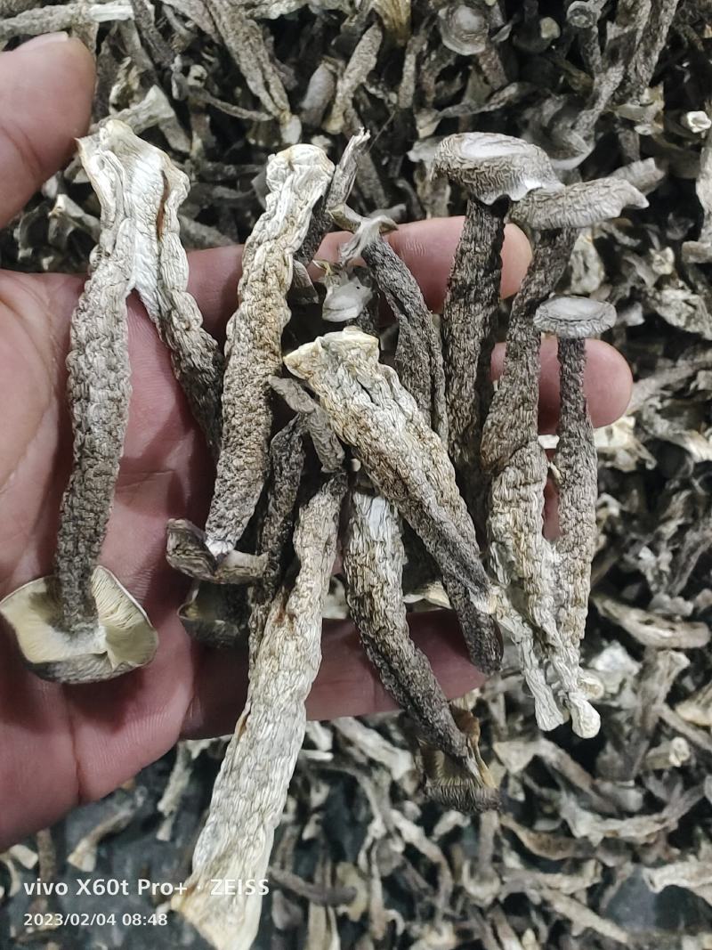 【牛商推荐】丹阳鹿茸菇干货产地直发保质保量量大从优