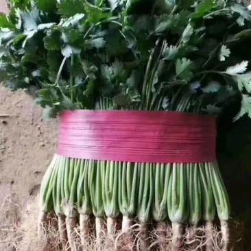 香菜