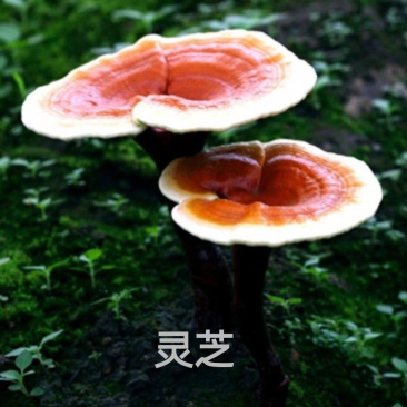 灵芝菌包，赤灵芝，美芝，液体菌种，质量保障