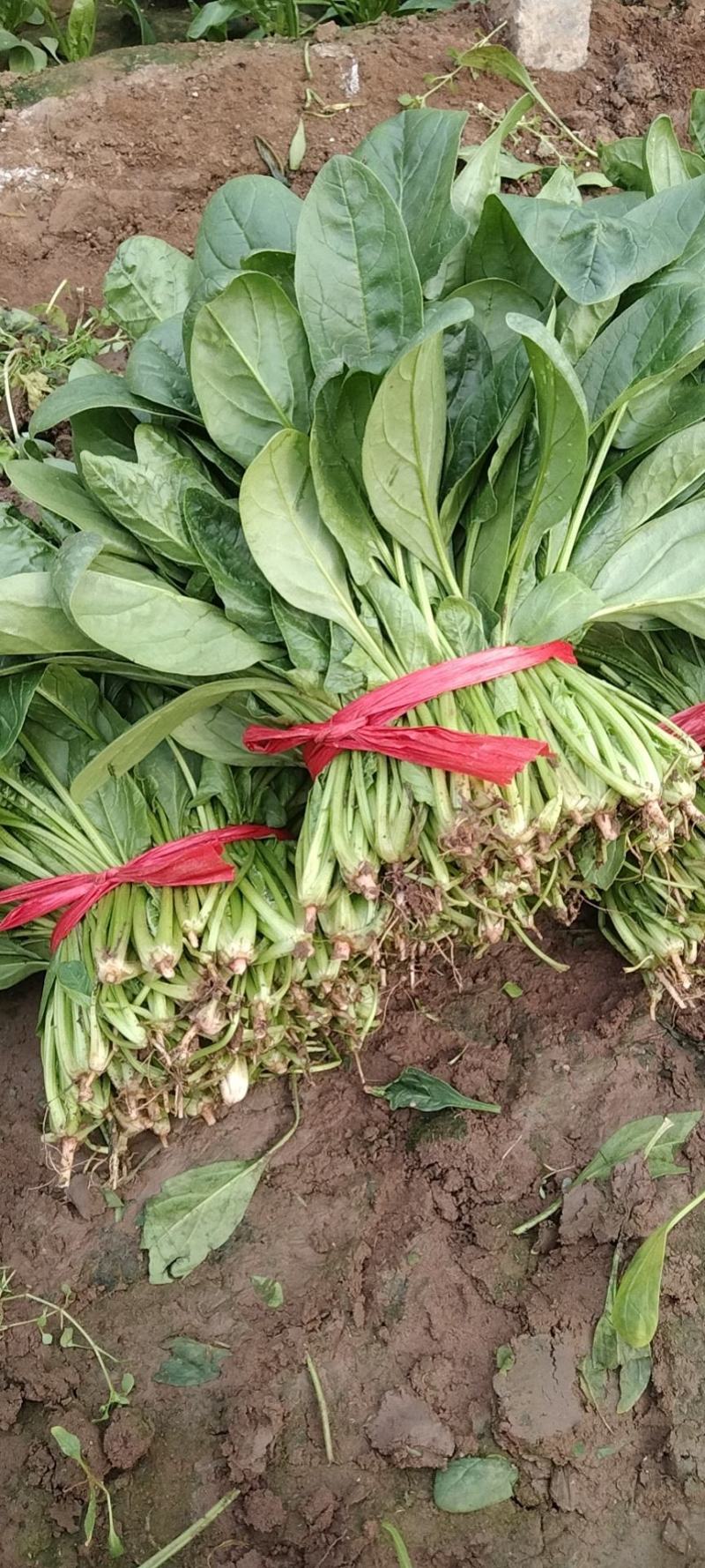 大叶菠菜唐山乐亭菠菜叶片大价格便宜全国发货