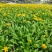 木春菊工程苗、12杯木春菊、16杯木春菊价格