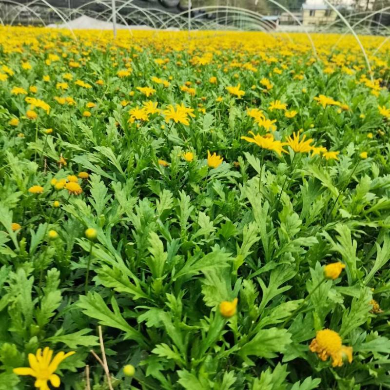木春菊工程苗、12杯木春菊、16杯木春菊价格