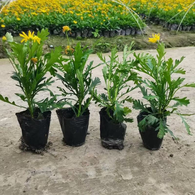 木春菊工程苗、12杯木春菊、16杯木春菊价格