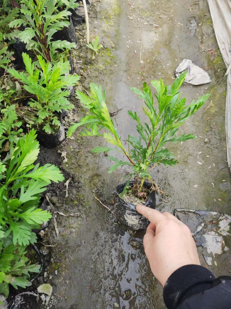木春菊工程苗、12杯木春菊、16杯木春菊价格