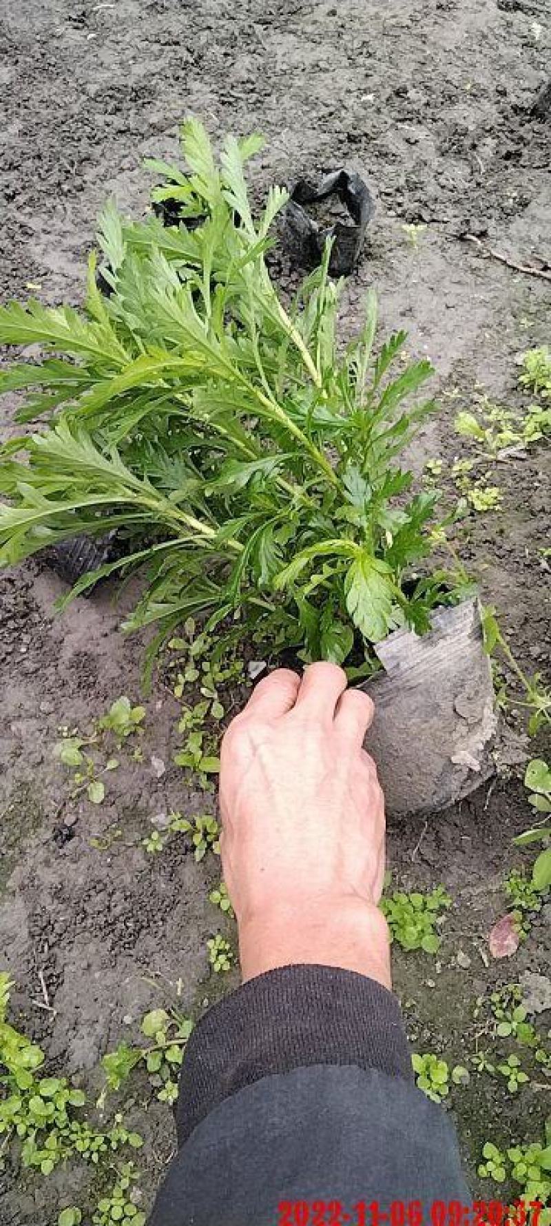 木春菊工程苗、12杯木春菊、16杯木春菊价格