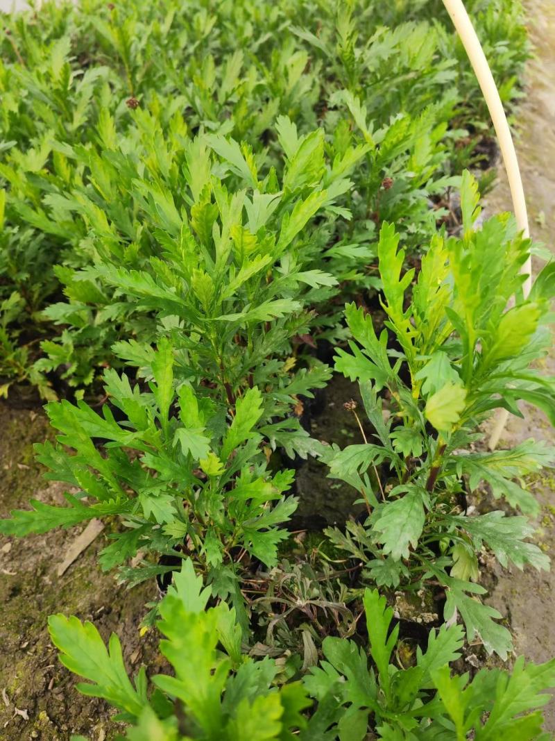 木春菊工程苗、12杯木春菊、16杯木春菊价格
