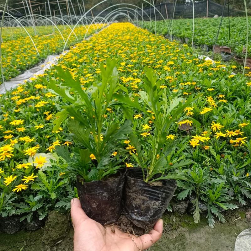 木春菊工程苗、12杯木春菊、16杯木春菊价格
