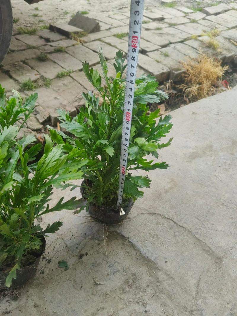 木春菊工程苗、12杯木春菊、16杯木春菊价格