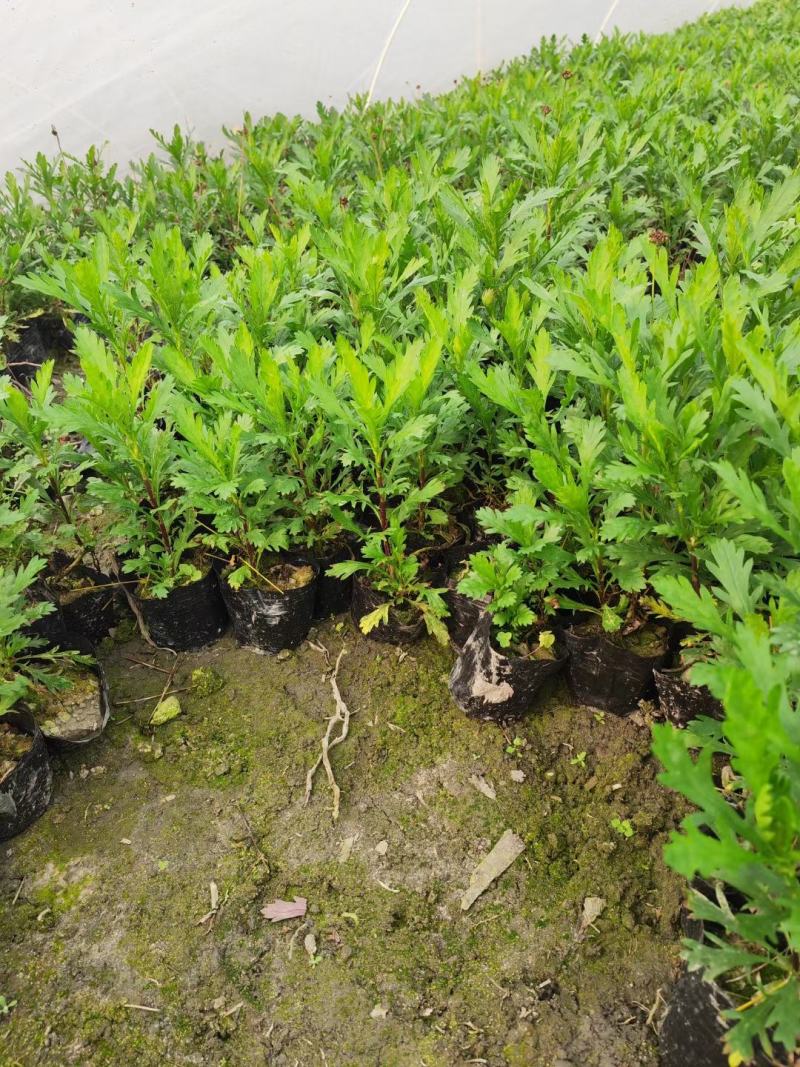木春菊工程苗、12杯木春菊、16杯木春菊价格