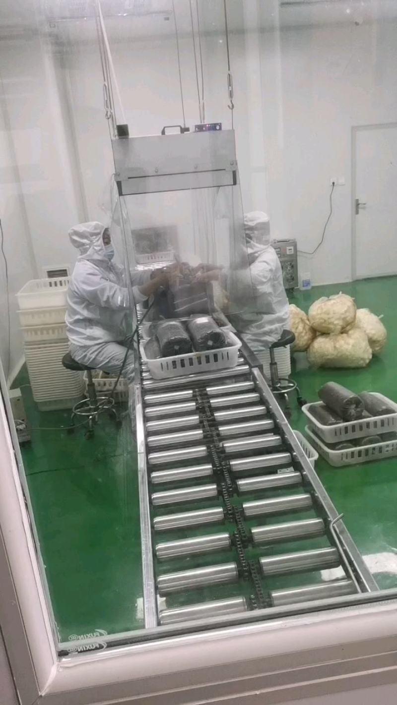 灵芝菌包，赤灵芝，美芝，液体菌种，质量保障