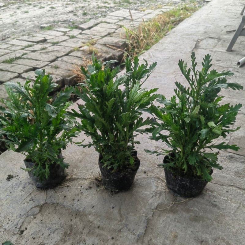 16杯木春菊、木春菊价价格、木春苗工程苗