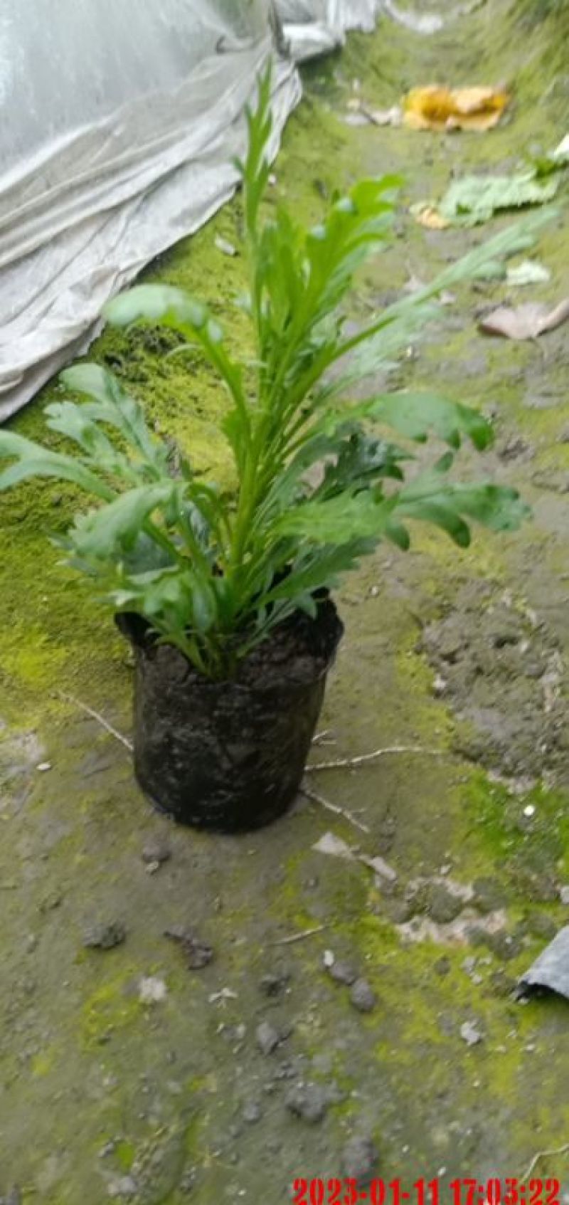 16杯木春菊、木春菊价价格、木春苗工程苗