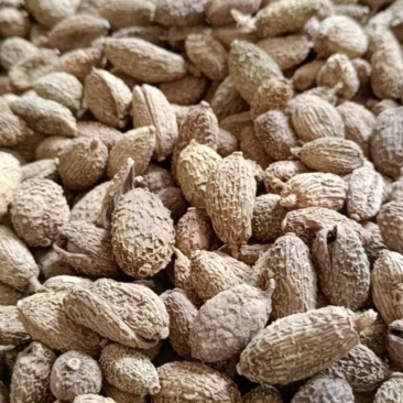 砂仁现货供应实物实拍批发各种中药材量大优惠