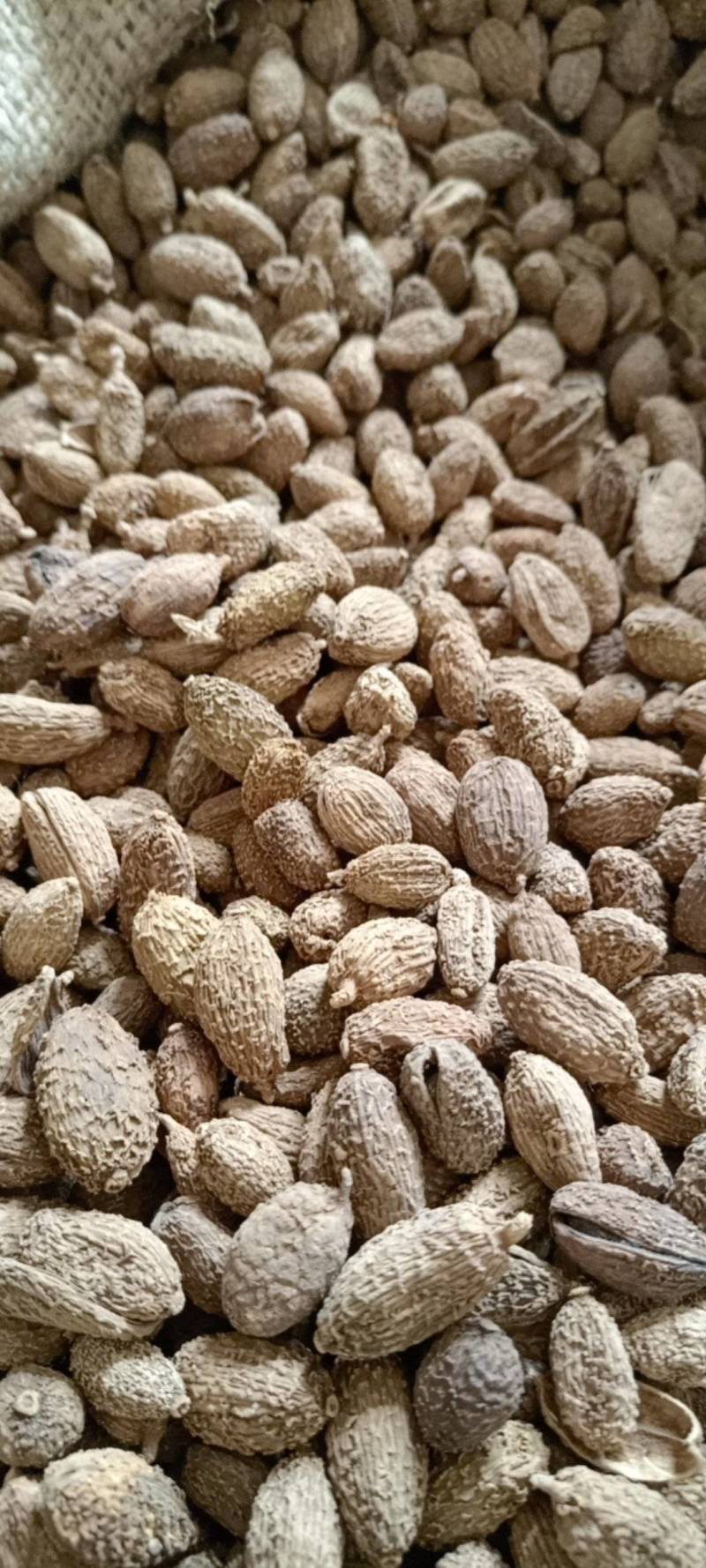 砂仁现货供应实物实拍批发各种中药材量大优惠