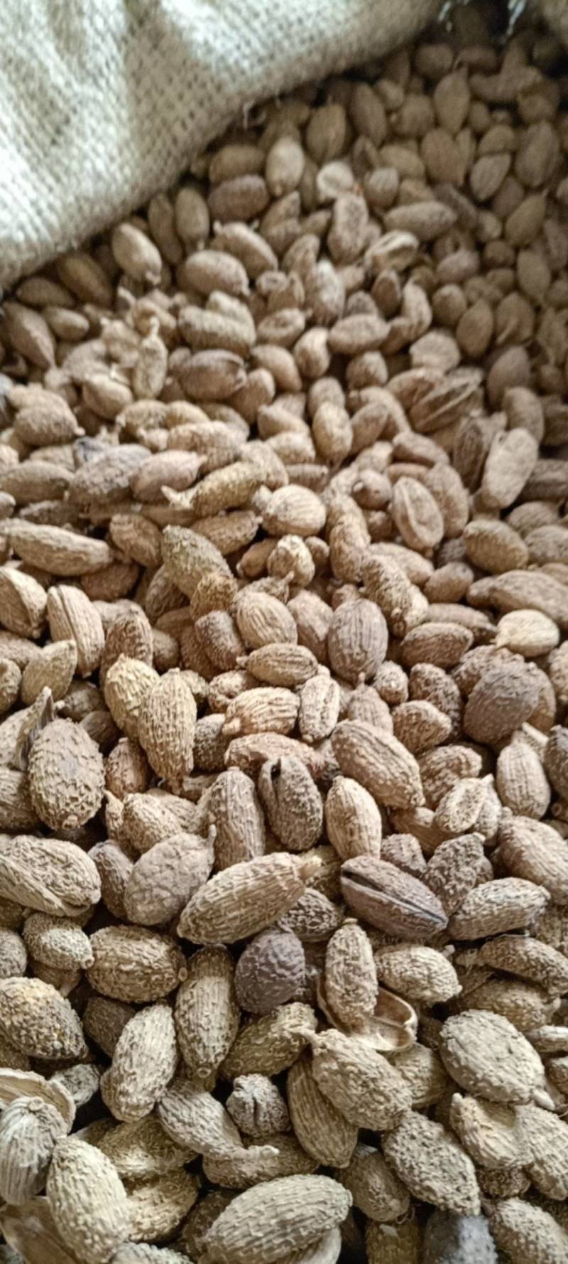 砂仁现货供应实物实拍批发各种中药材量大优惠
