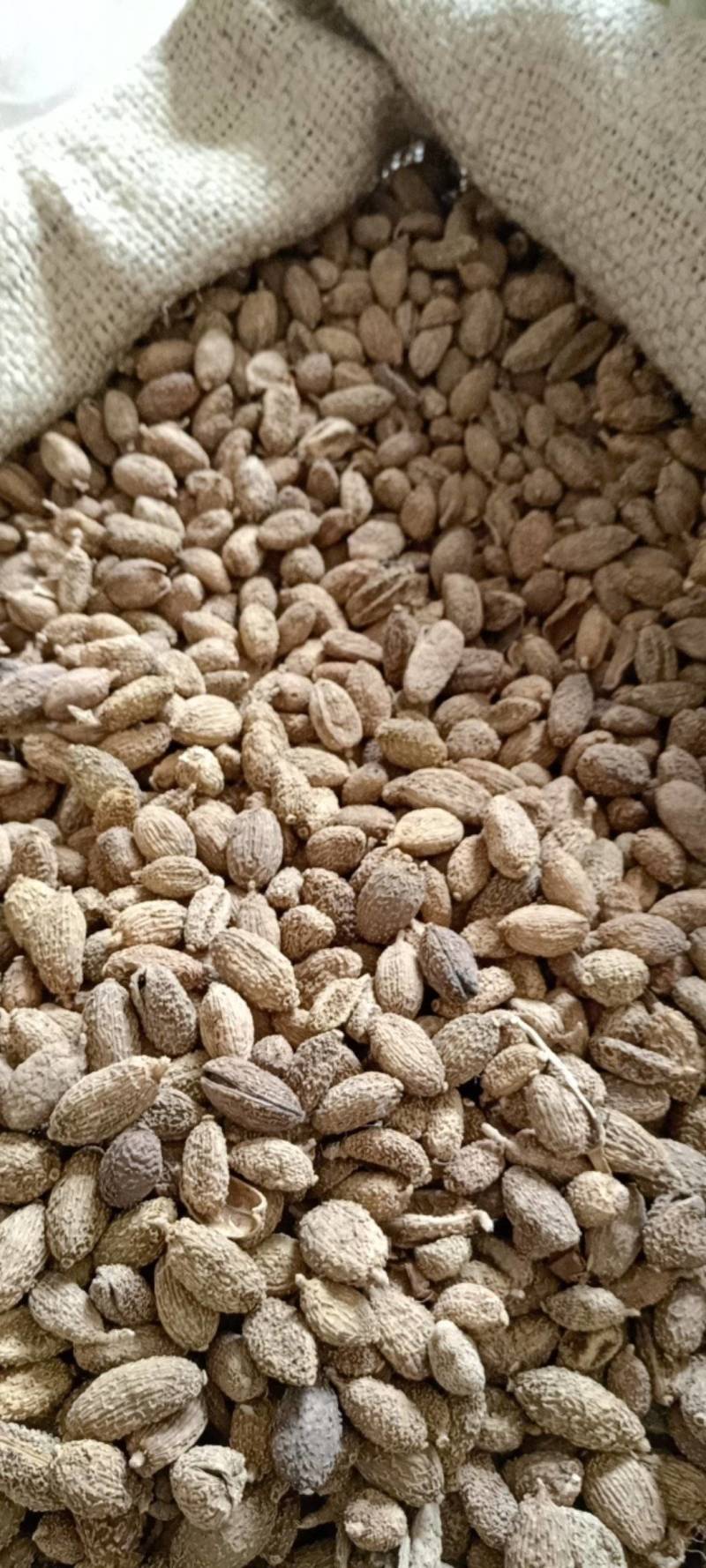 砂仁现货供应实物实拍批发各种中药材量大优惠