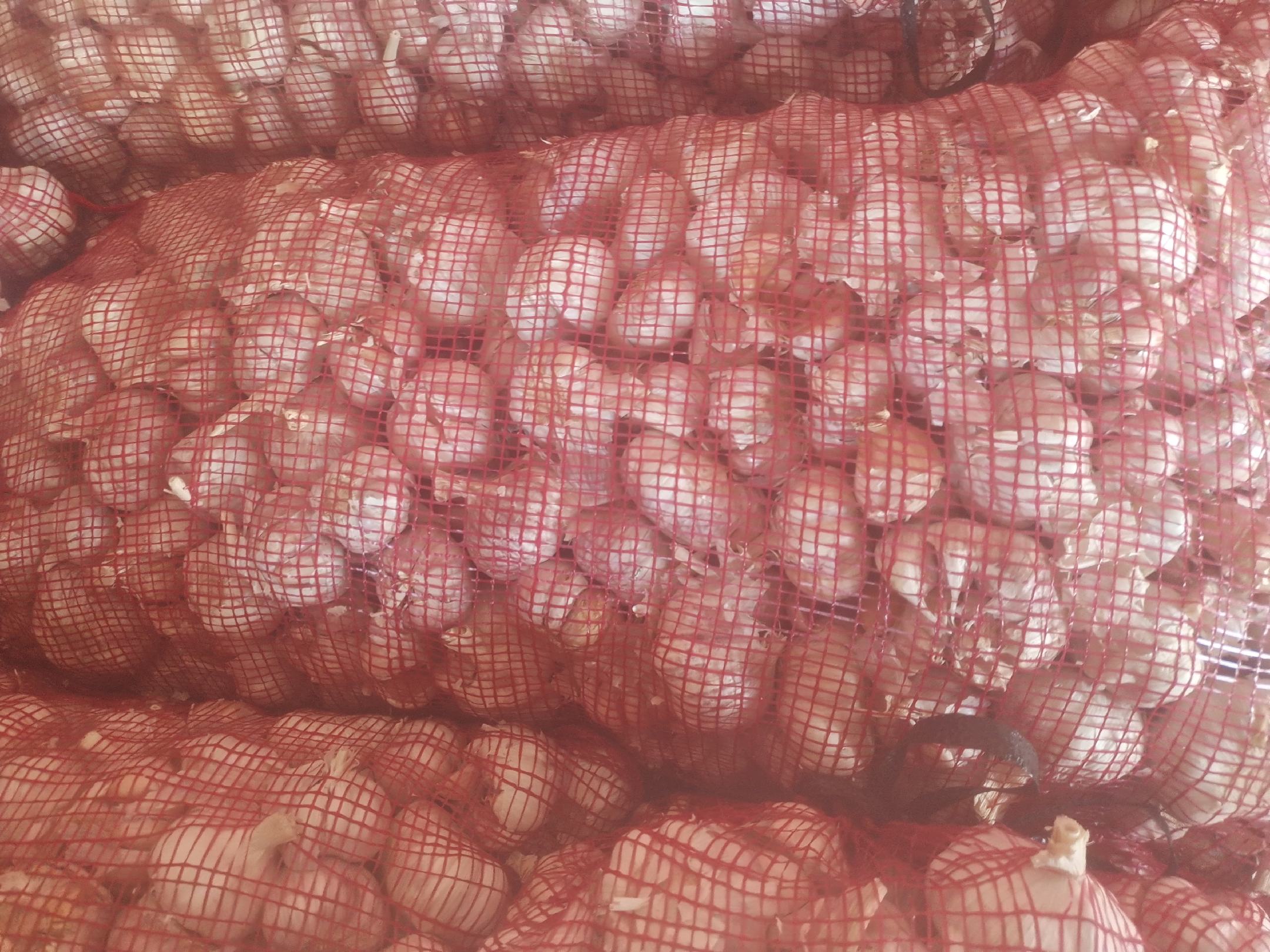 红蒜整体外观展示