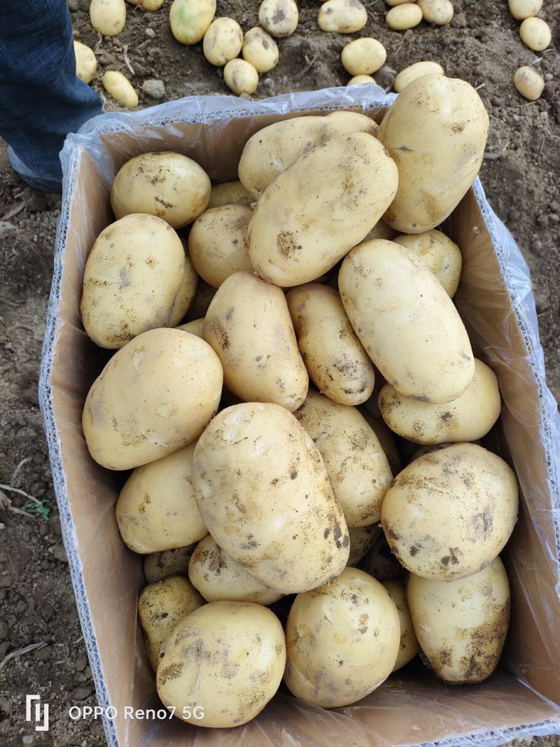 精品希森3号，果行饱满，日照充足，3两起装。