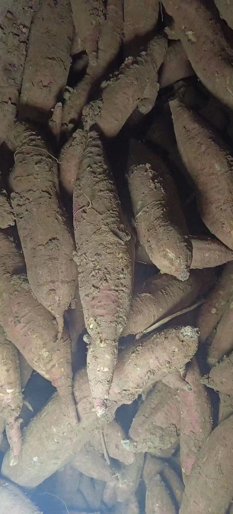 山西运城红薯，秦薯，一支香，干面无丝，没有虫眼。