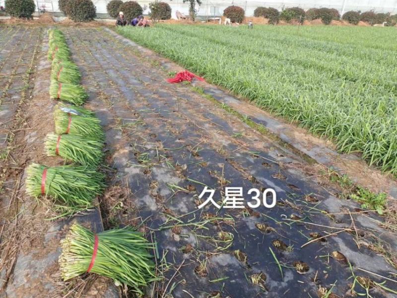 久星30号韭菜种子冬季不休眠韭菜种子特高产特耐寒高抗病