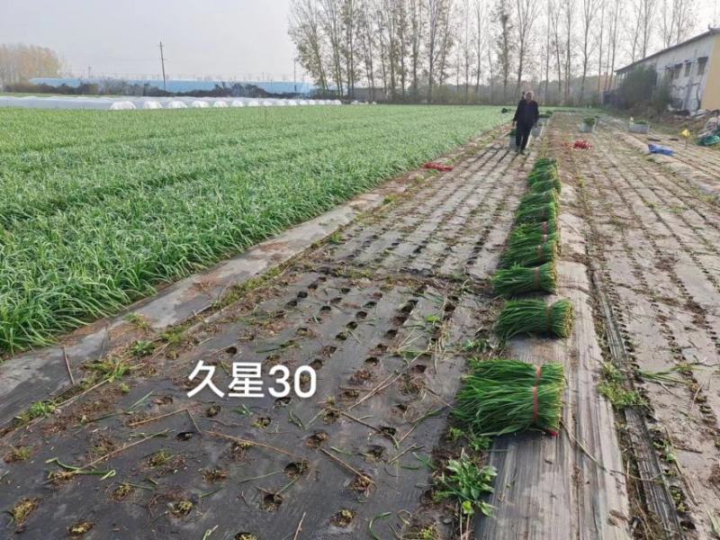 久星30号韭菜种子冬季不休眠韭菜种子特高产特耐寒高抗病