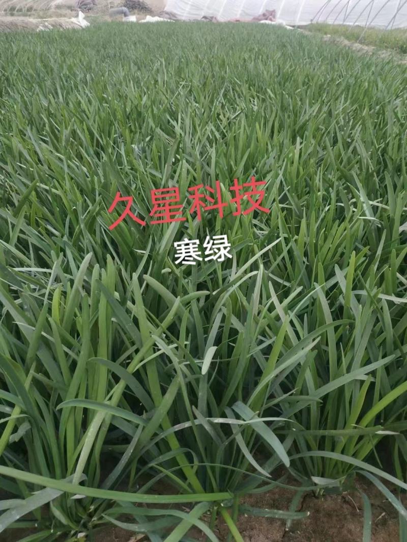 久星寒绿韭菜种子河南平顶山韭菜种子特抗寒高产不休眠韭菜