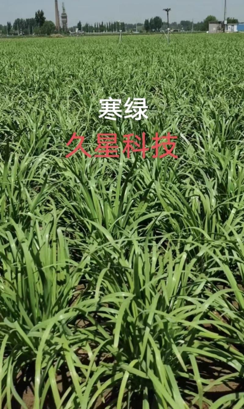 久星寒绿韭菜种子河南平顶山韭菜种子特抗寒高产不休眠韭菜