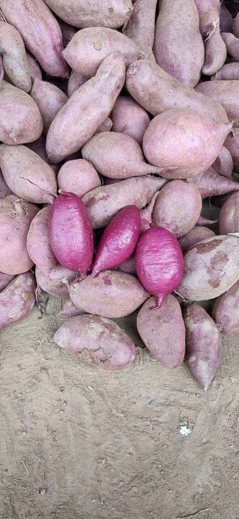 西瓜红，紫薯，万亩基地，对接各大电商，市场