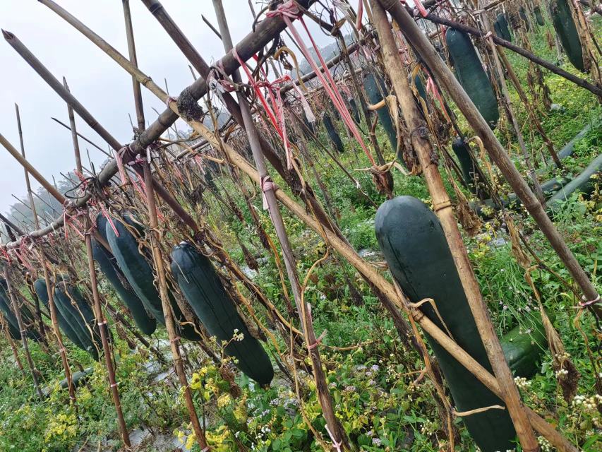 厨房中老人正在将切好的白皮冬瓜片摆上晒架