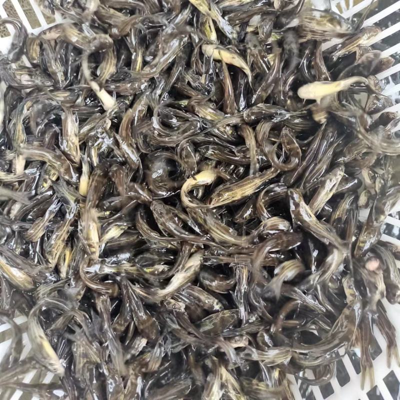 黄骨鱼8公分