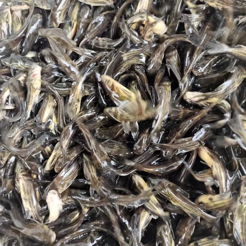 黄骨鱼8公分