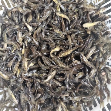 黄骨鱼8公分