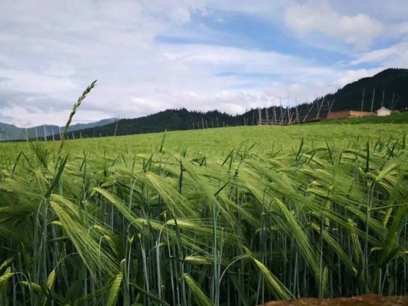 优质高海拔高原青稞出售