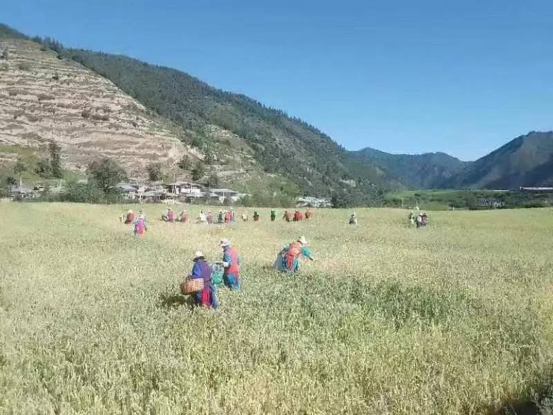 优质高海拔高原青稞出售