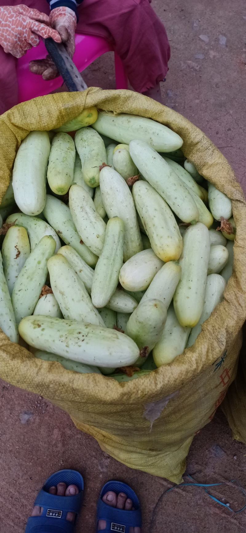 广西特产鲜黄瓜