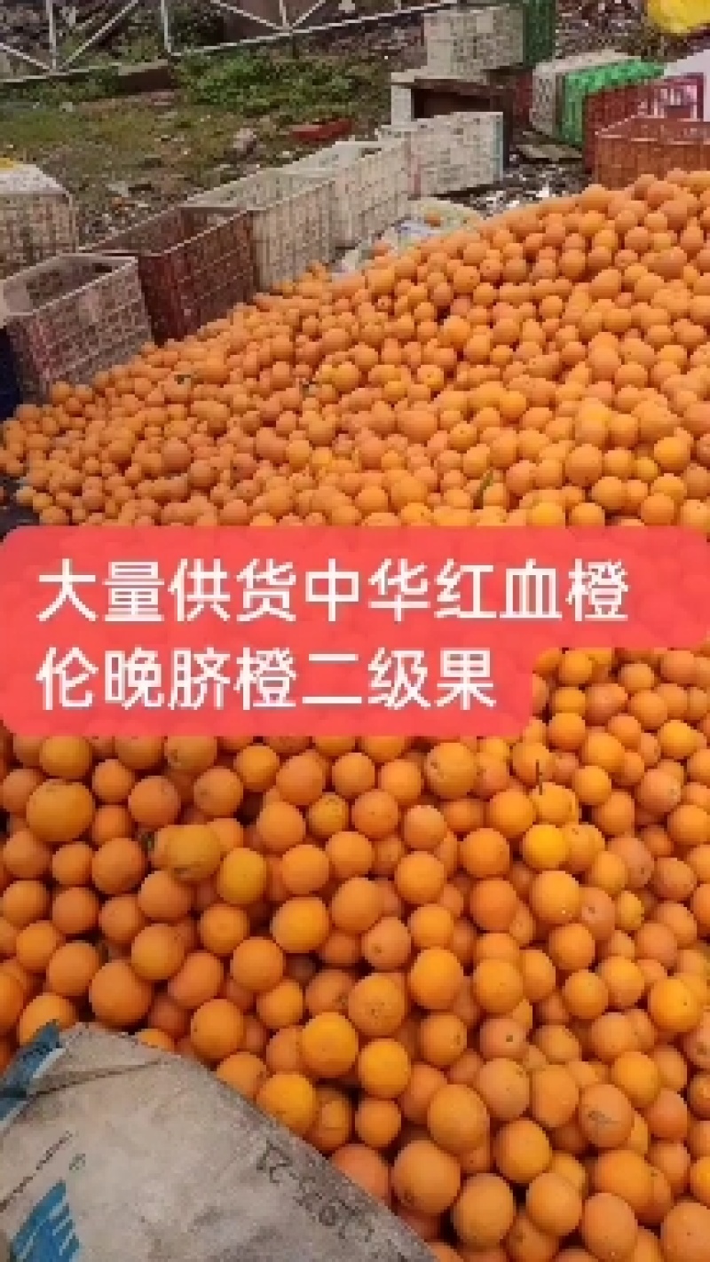 秭归中华红血橙脆甜一手货源看园采果品质保证价格从优