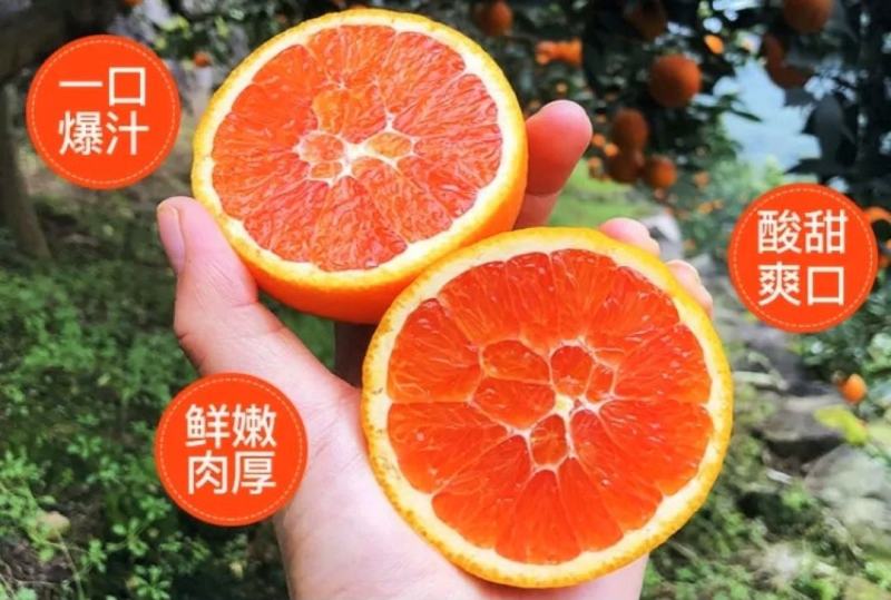 秭归中华红血橙脆甜一手货源看园采果品质保证价格从优