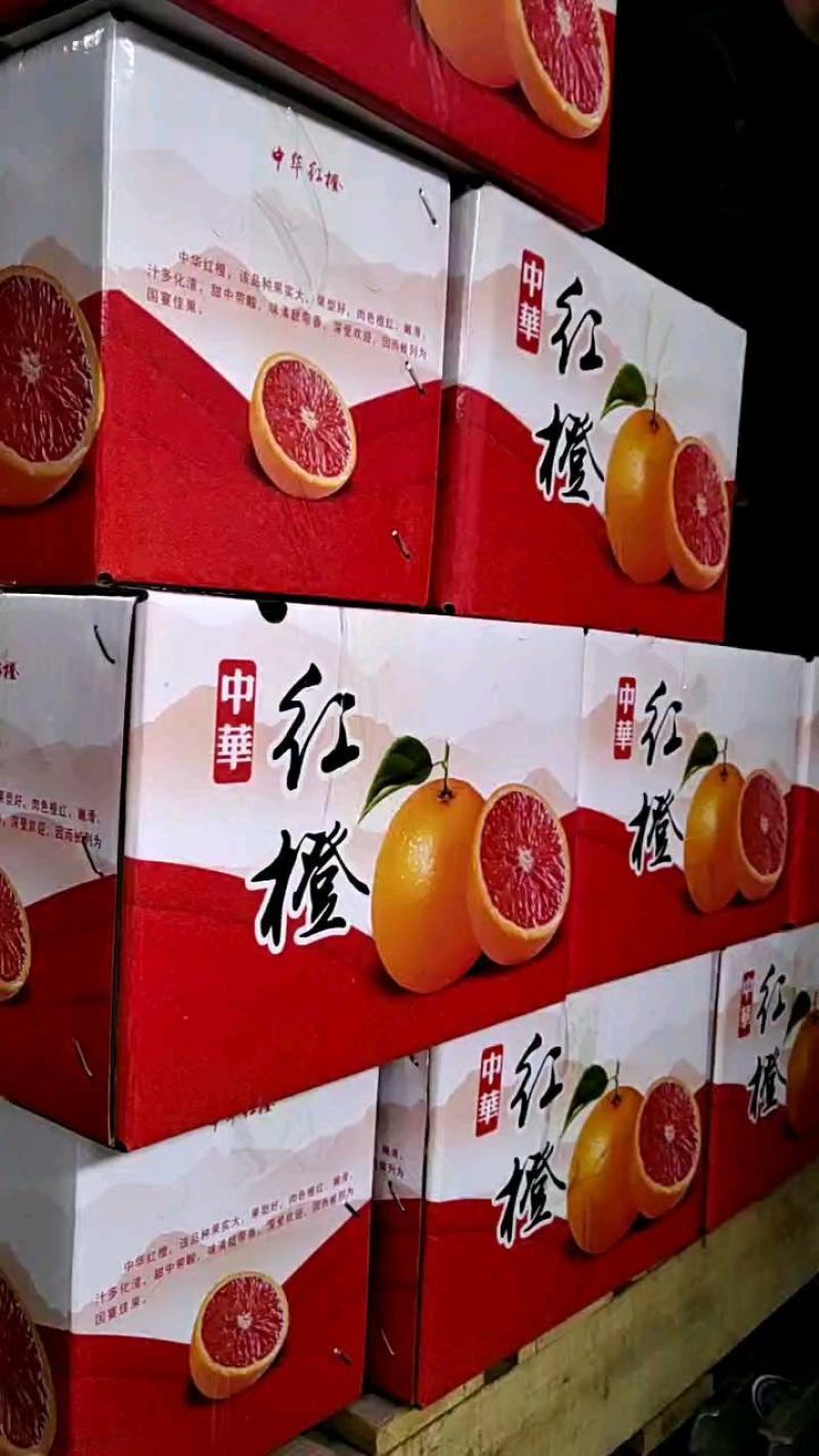 秭归中华红血橙脆甜一手货源看园采果品质保证价格从优