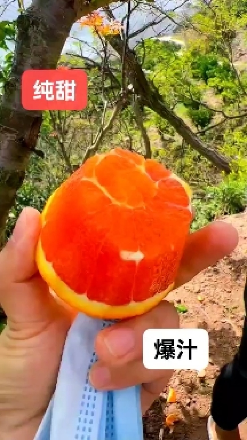 秭归中华红血橙脆甜一手货源看园采果品质保证价格从优
