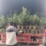 贵州六盘水市营养杯杨梅苗东魁荸荠台梅品质保障量大从优