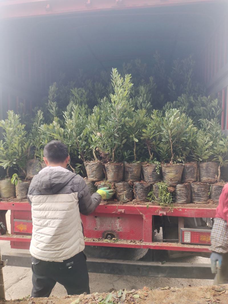 贵州六盘水市营养杯杨梅苗东魁荸荠台梅品质保障量大从优