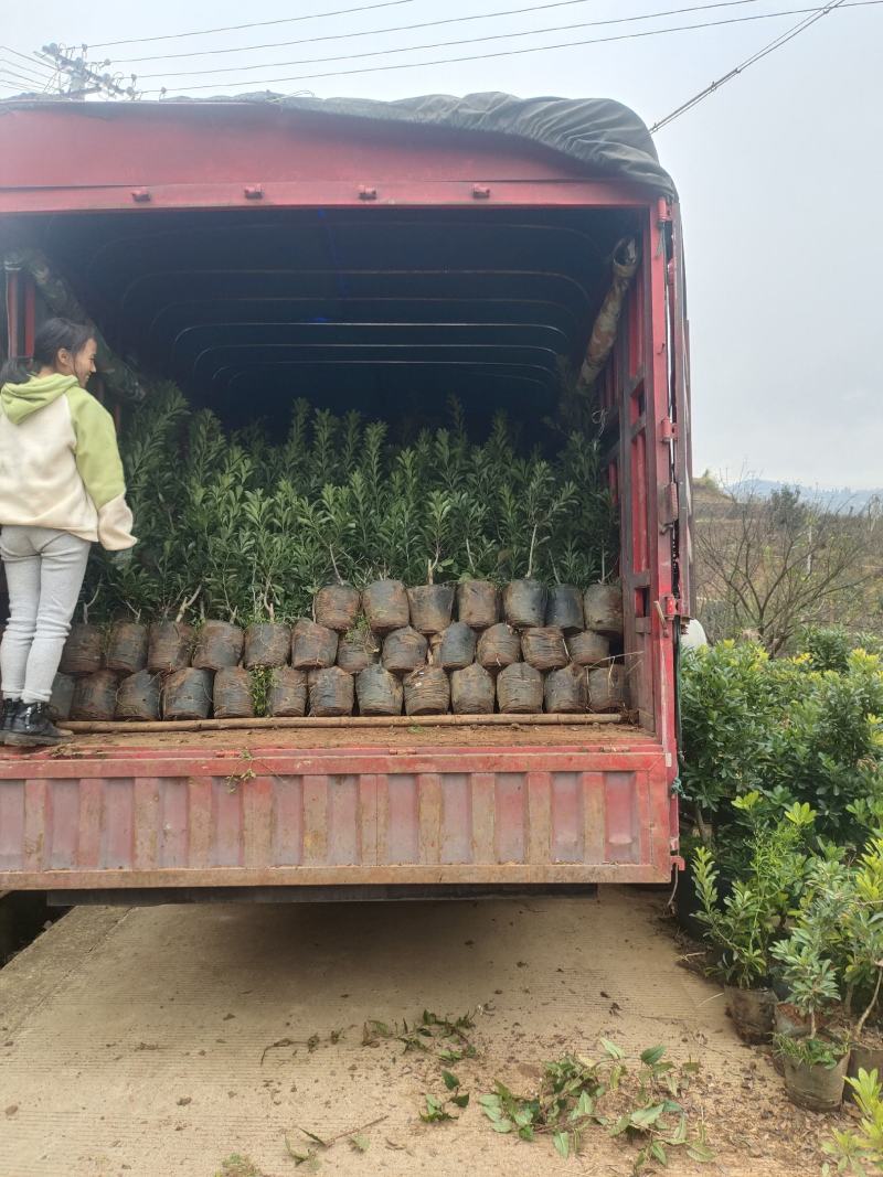 贵州六盘水市营养杯杨梅苗东魁荸荠台梅品质保障量大从优