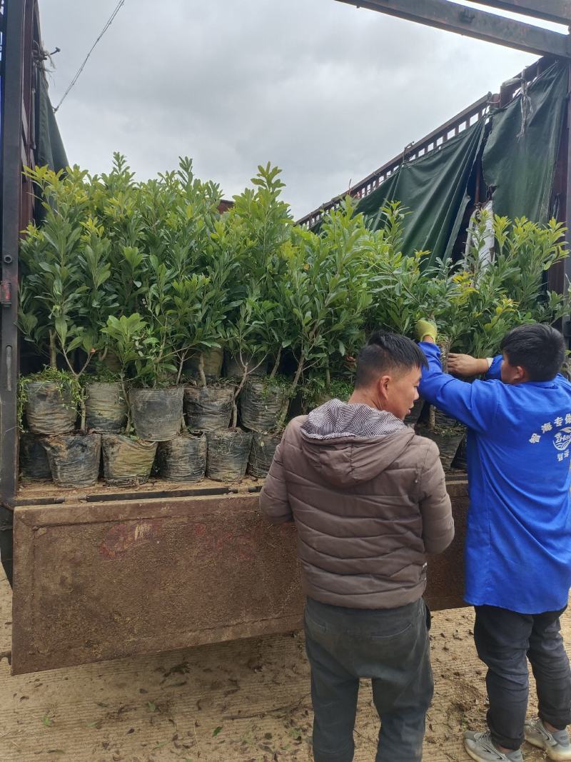 贵州六盘水市营养杯杨梅苗东魁荸荠台梅品质保障量大从优