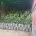 贵州六盘水市营养杯杨梅苗东魁荸荠台梅品质保障量大从优