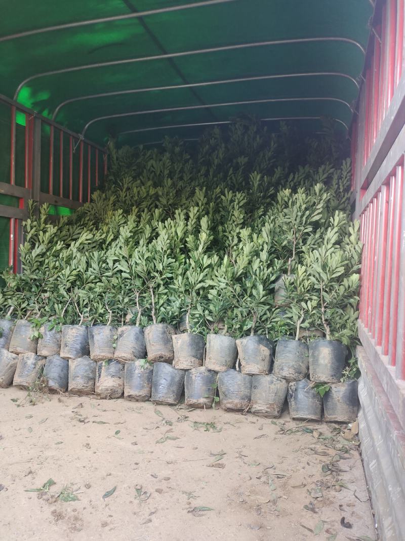 贵州六盘水市营养杯杨梅苗东魁荸荠台梅品质保障量大从优