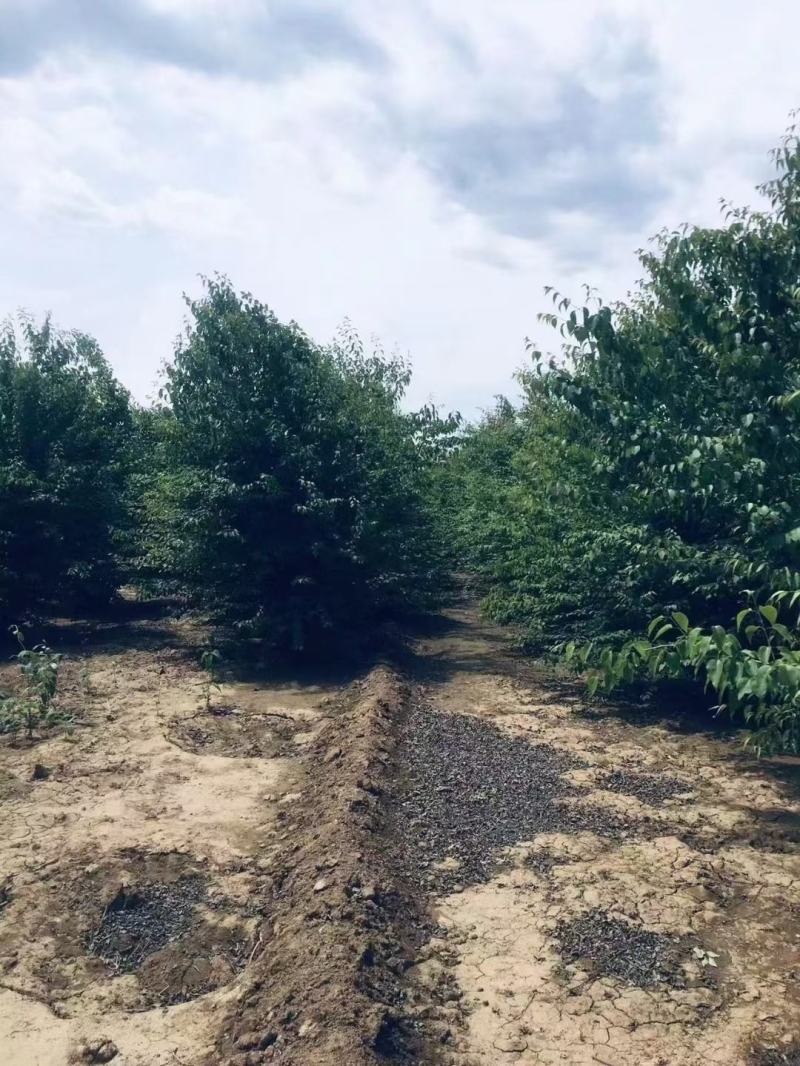 暴马丁香苗
