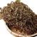 。仙人草。凉粉草。龟苓膏配料