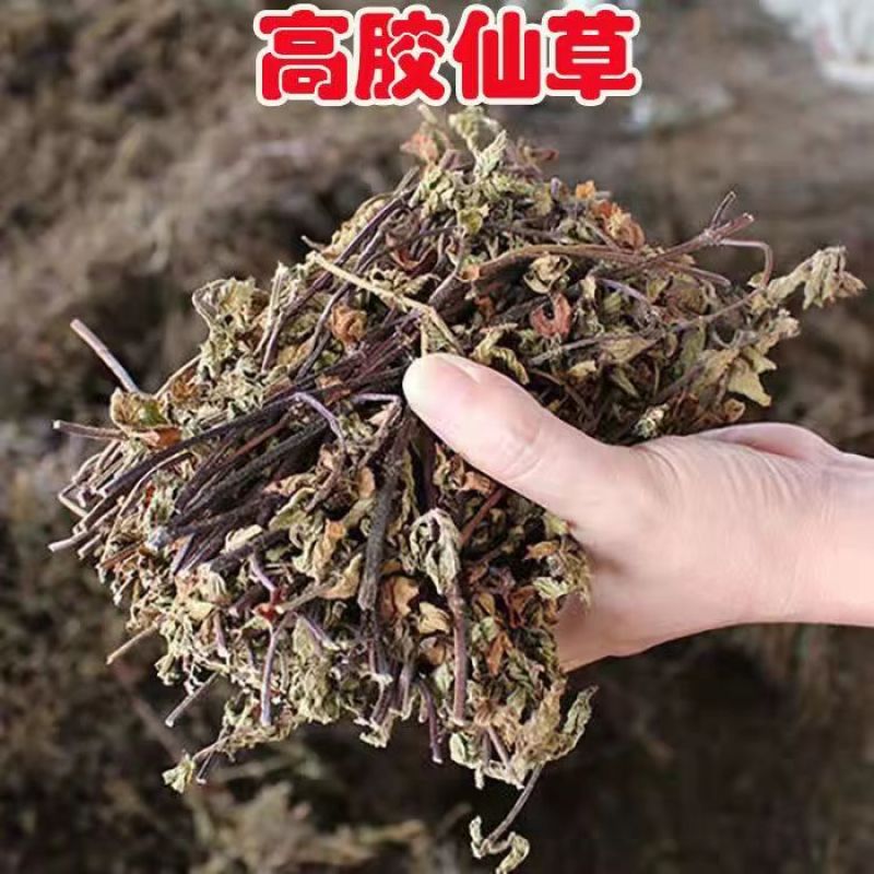 。仙人草。凉粉草。龟苓膏配料